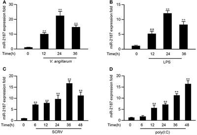 MicroRNA-2187 Modulates the NF-κB and IRF3 Pathway in Teleost Fish by Targeting TRAF6